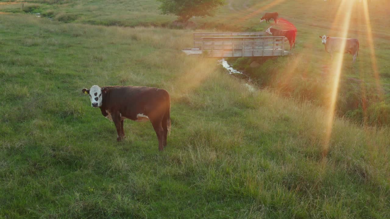 ganado vacuno en la pradera de la granja al amanecer, al atardecer