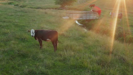 beef cattle in farm meadow at sunrise, sunset