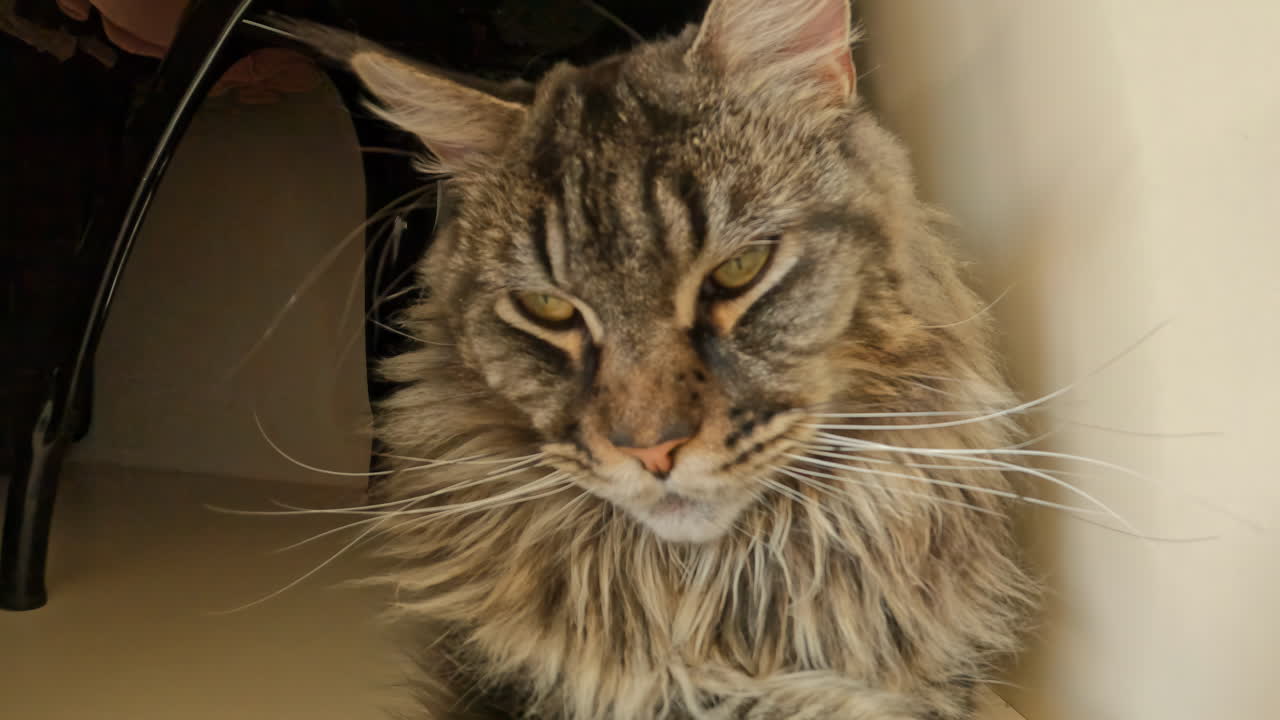 снимок многоцветной породы кошек мейн-куна, волнующейся на полу в помещении