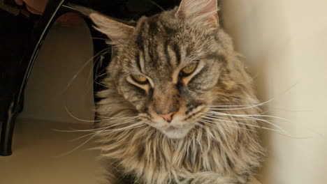 a shot of a multi-colour maine coon cat breed fidgeting on the floor indoors