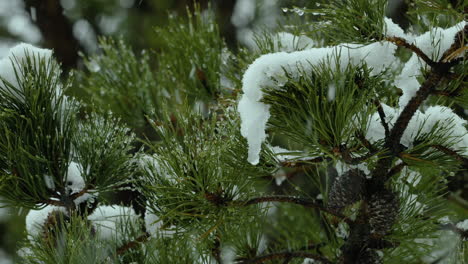 Snow-falling-on-and-around-beach-side,White-Pine-evergreen-trees,-during-a-winter-day-in-Maine