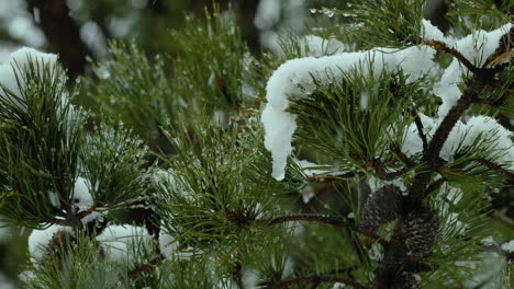 snow falling on and around beach-side,white pine evergreen trees, during a winter day in maine