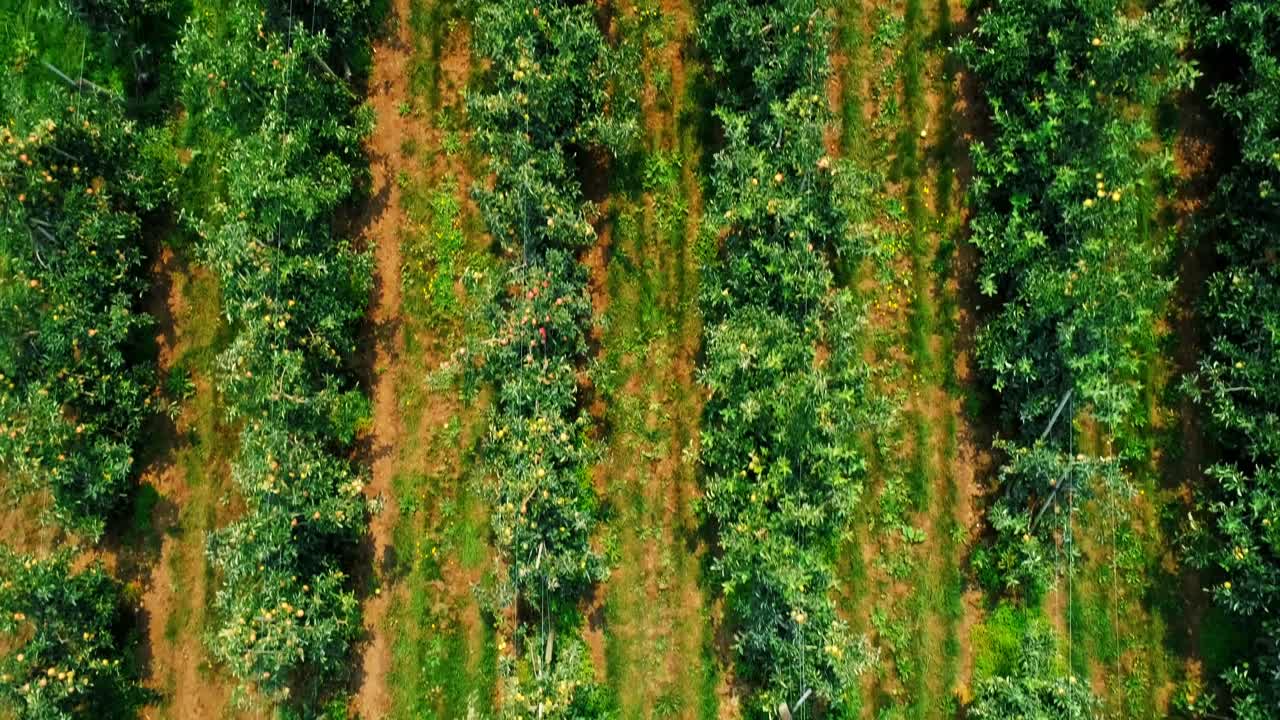 pareja de agricultores en la granja verde 4k
