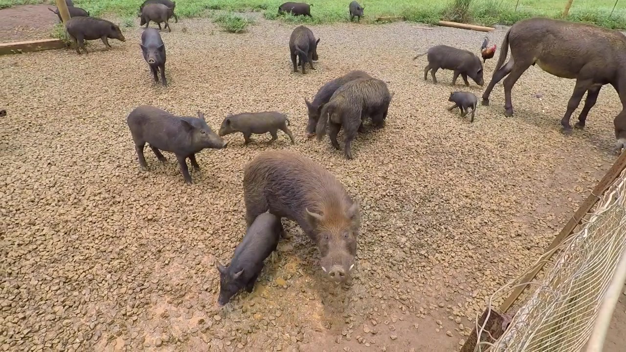 Fattoria Kauai Kailohana Plantation a Kauai, Hawaii. Fattoria didattica con cinghiali, galli, galline, asini. Filmato con Go Pro Hero 5 Black.