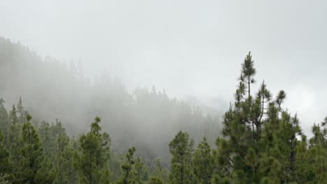 Kiefernwald-Mit-Wolken,-Die-Sich-Am-Kalten-Morgen-Langsam-Bewegen