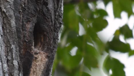 el falconet de muslo negro es una de las aves rapaces más pequeñas que se encuentran en los bosques de algunos países de asia