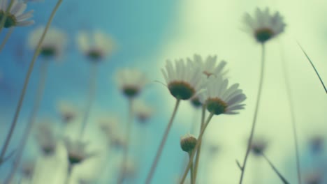 delicate blossoms reach towards a soft, blue sky. captured from a unique low angle, this photo draws you into nature's tranquility, evoking peaceful spring or summer mornings.