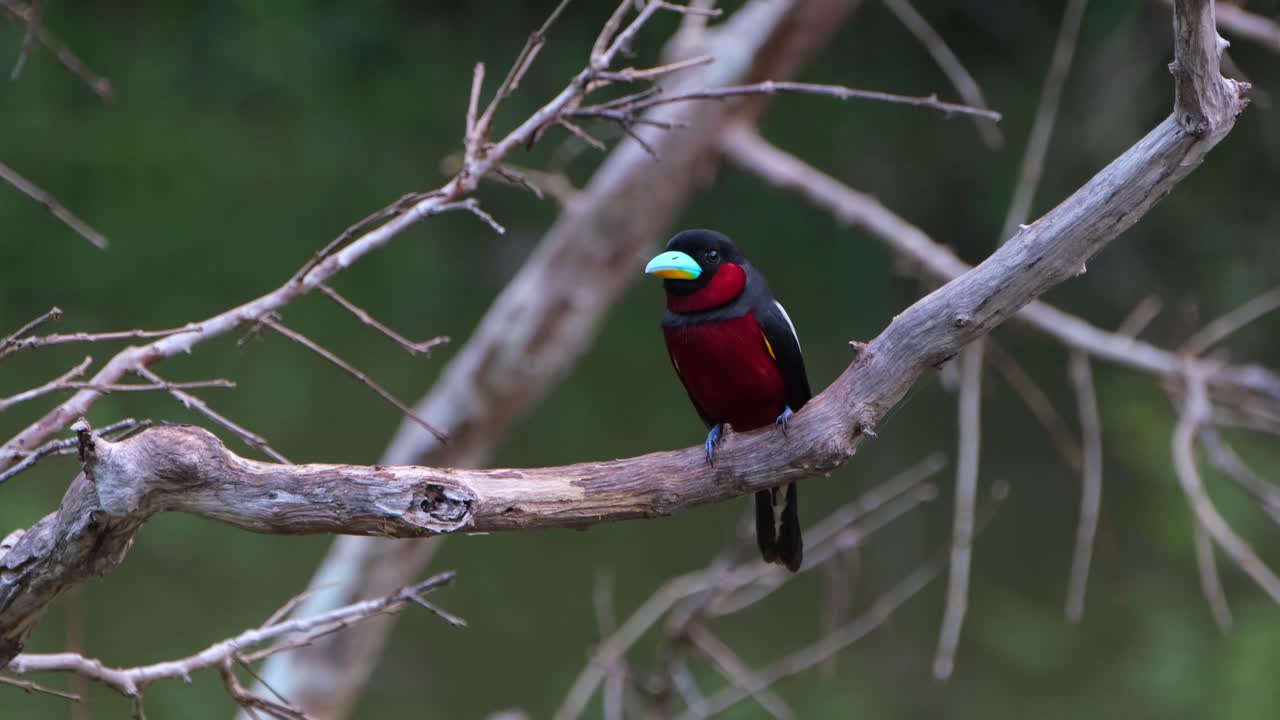 frente a la cámara mientras mira a la izquierda y guiña el ojo izquierdo, pico ancho negro y rojo, cymbirhynchus macrorhynchos, parque nacional kaeng krachan, tailandia