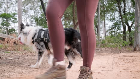 chica de gafas y cola de caballo camina con su mascota, un perro pastor australiano, camina en el bosque