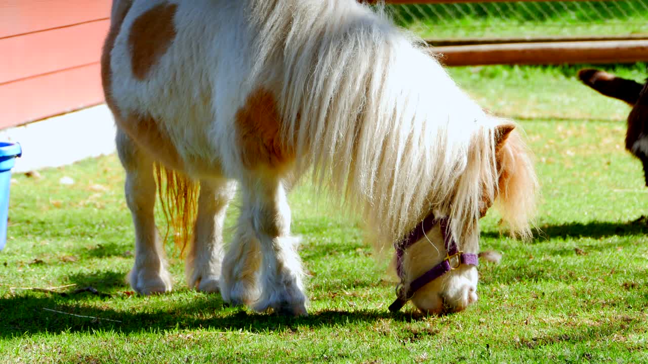 caballo pony en miniatura, pequeño animal pastando hierba