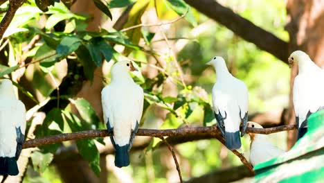 pigeons perched on branches in a zoo