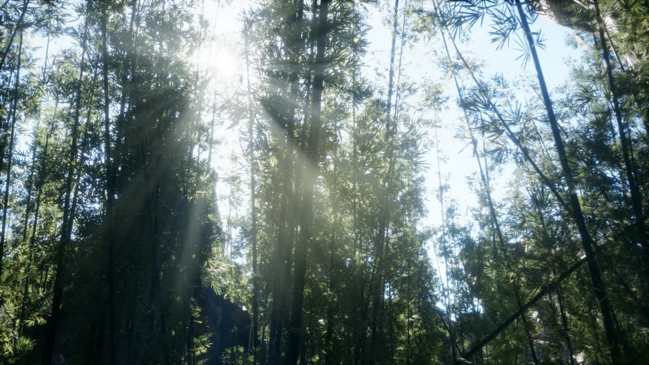 el tranquilo y ventoso bosque de bambú de arashiyama