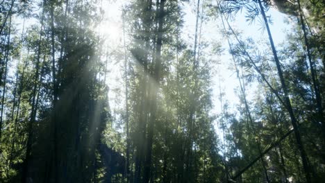 el tranquilo y ventoso bosque de bambú de arashiyama