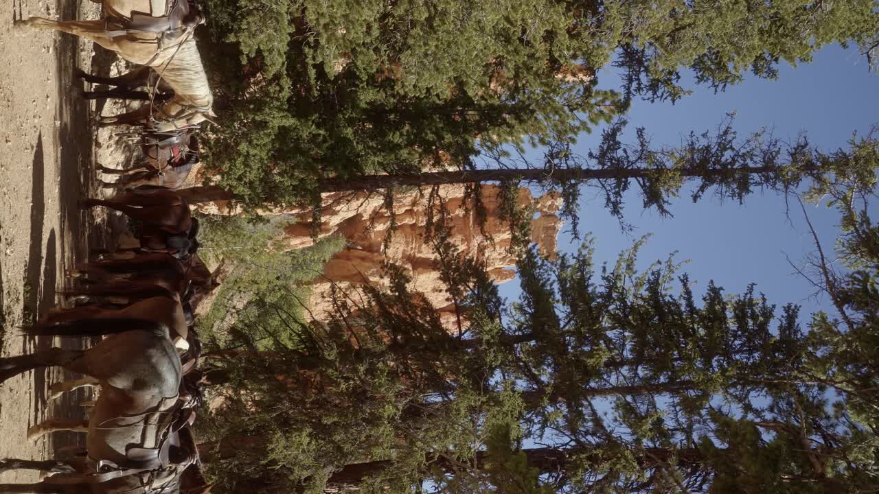 Vertical shot of a stable of horses on a guided tour in the desert of Southern Utah surrounded by tall skinny trees with a large sandstone hoodoo formation in the background on a sunny summer day