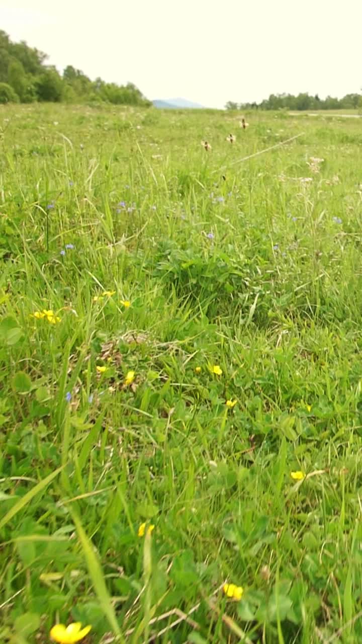 Butterflies in a Meadow