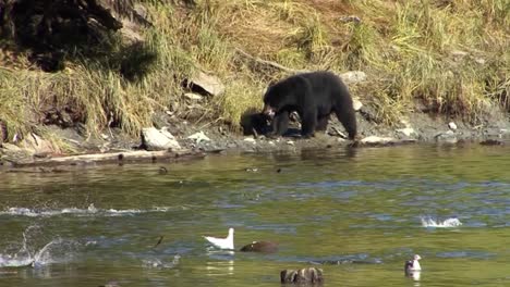 black bear walking on the river bank in ketchikan, alaska