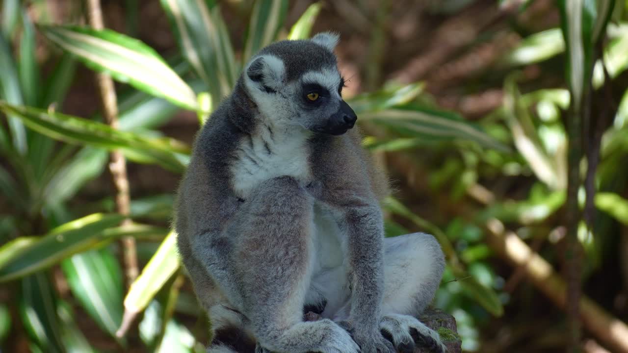 Un lemure dalla coda ad anelli (Lemur catta) è seduto tra il verde fogliame, mentre si guarda intorno nel suo habitat naturale all'ombra, foto ravvicinata