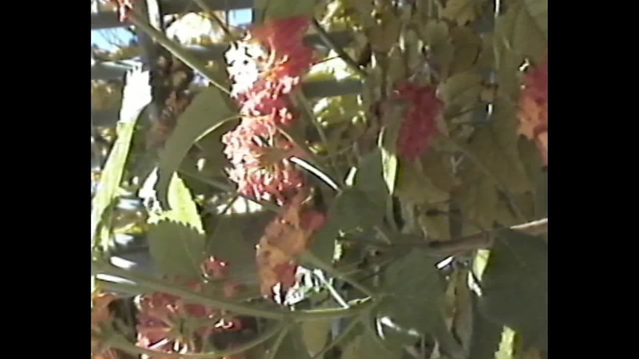 VHS-style cityscape with harsh sunlight and sky details