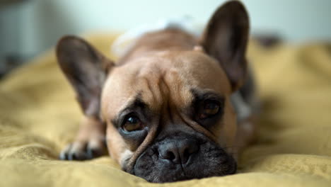 close up of a sleepy french bulldog resting on bed