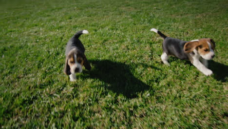 Zwei-Sorglose-Beagle-Welpen-Laufen-Durch-Das-Grüne-Gras