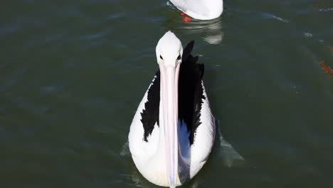 a pelican swimming in calm waters