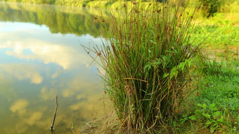 Blick-Auf-Schilf-Auf-Wasserhöhe-Im-See-Mit-Schärfentiefe-Des-Wassers,-Das-Bei-Sonnenaufgang-Im-Nebel-über-Der-Seeoberfläche-Hinter-Schilf-Liegt,-Nahaufnahme,-Aufgenommen-In-Hoher-Auflösung-4k-60fps