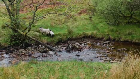 un dron cinematográfico aleja una toma de ovejas de las tierras altas en las montañas escocesas de highland junto a un arroyo.