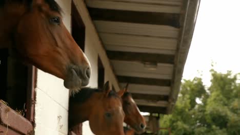 Horses-in-stable-in-the-countryside