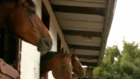 caballos en un establo en el campo