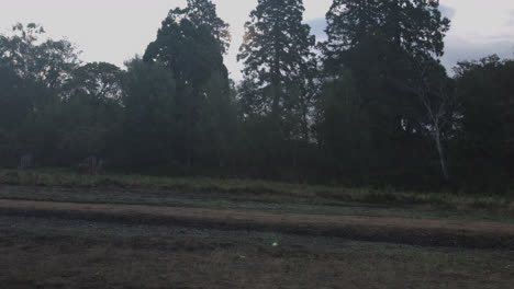 Shot-of-group-of-deers-grazing-over-the-green-grasslands-on-the-outskirts-of-a-forest-during-evening-time