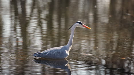 Garza-Gris-En-Busca-De-Peces-En-Las-Aguas-Poco-Profundas-De-Un-Estanque-O-Lago---Tiro-De-Seguimiento