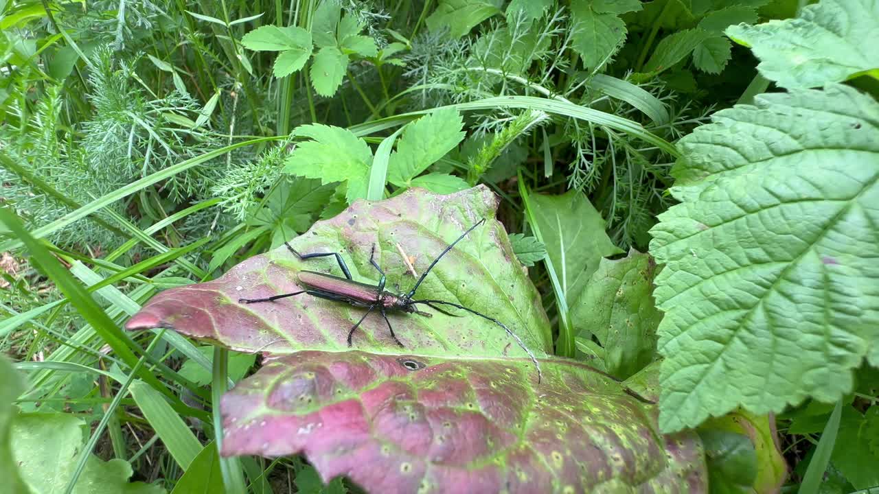 Musk beetle (Aromia moschata) on a dandelion leaf. Saaremaa, Estonia