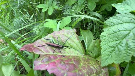 musk beetle (aromia moschata) on a dandelion leaf. saaremaa, estonia