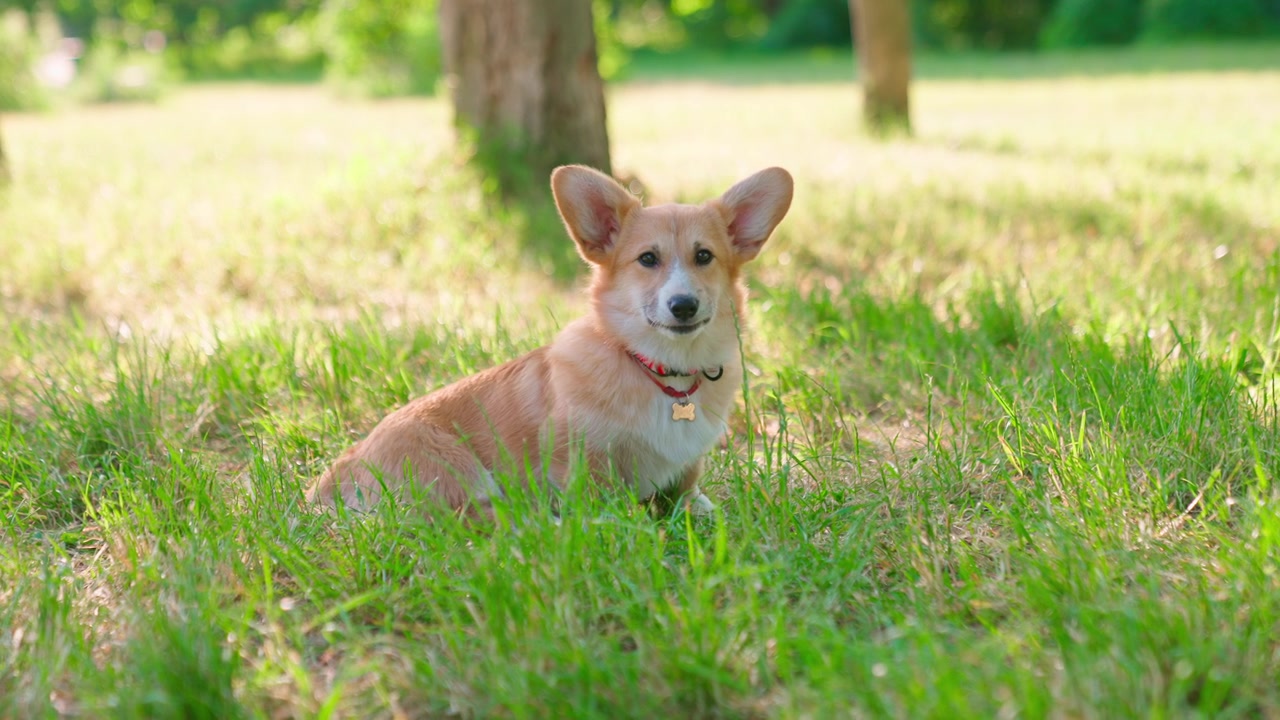 Cute Corgi Puppy Sitting in Green Grass on a Sunny Day