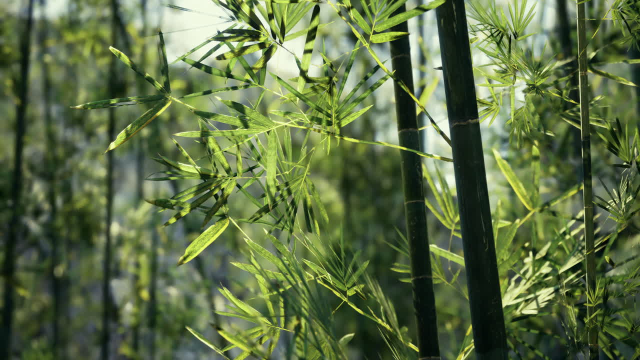 Lush bamboo forest showcasing vibrant greenery and natural beauty around midday