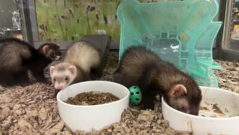 two ferrets play while another ferret eats food at a pet store in slow motion