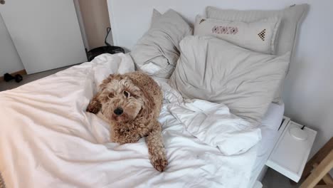 un labradoodle australiano esponjoso en la cama relajándose
