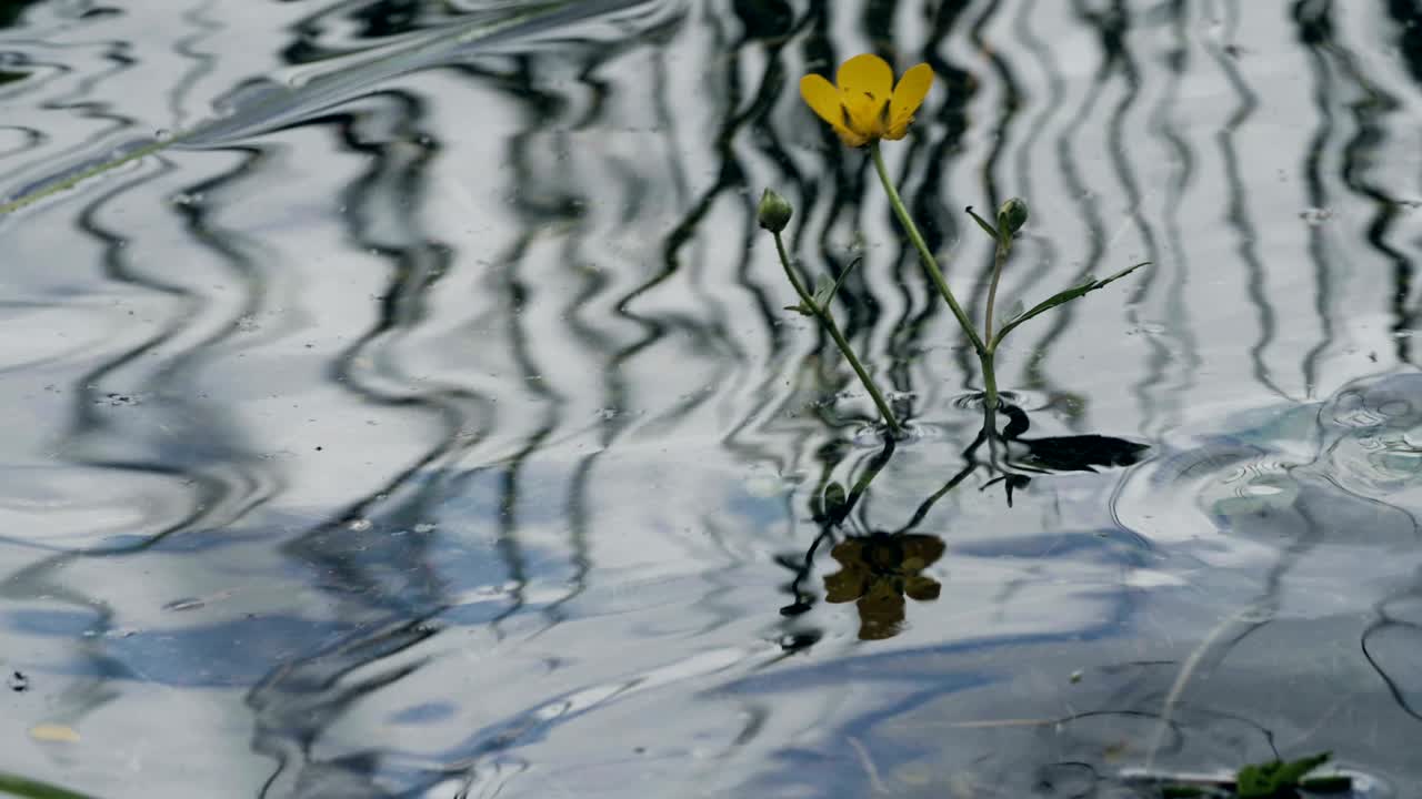 fondo de flores de agua