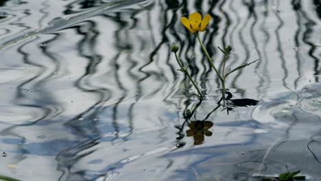 water flowers background