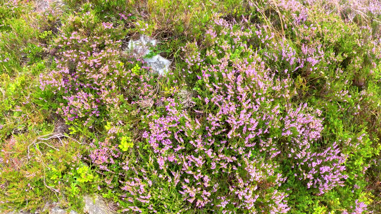 Vibrant heather and green grass gently move in the breeze on a sunlit hillside in Glen Clova, Scotland. Handheld camera, natural daylight