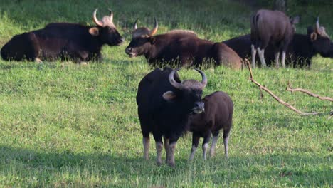 Comiendo-En-El-Medio-Con-Un-Ternero-Bebiendo-Leche-Sobre-Ella-Mientras-El-Rebaño-Descansa-En-El-Suelo-En-La-Parte-Trasera,-Gaur-Bos-Gaurus,-Tailandia