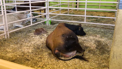 matka krowa przeżuwa pokarm z cielętami spoczywającymi w kojcu po urodzeniu, z ręki — 4 tys