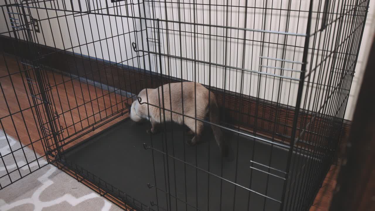 el gato olfateando una gran perrera y sale