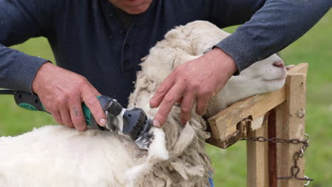 shot of shearing sheep on farm