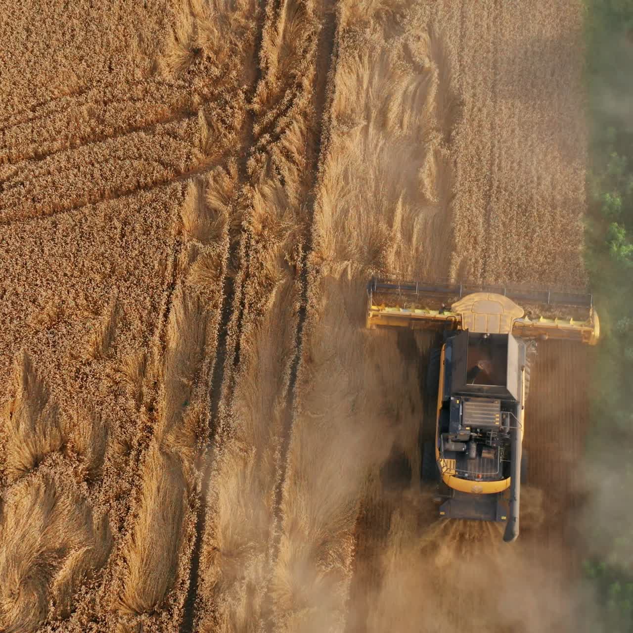 Yellow landscapes harvesting by big combine. Huge agricultural combine gathering crops