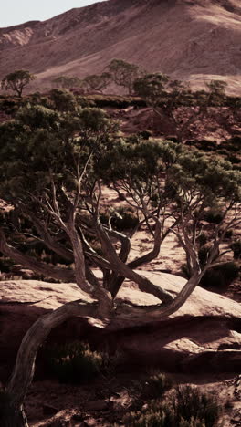 twisted tree in the desert