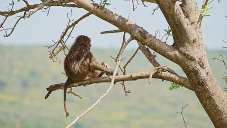 slow motion shot of african wildlife in maasai mara national reserve, importance of protection of africa safari animals in kenya to help conservation of nature in local area, masai mara