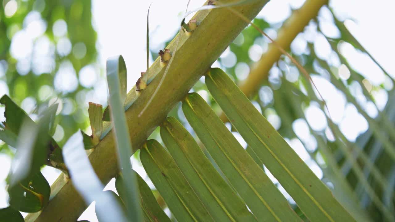 A captivating glimpse of vibrant greenery showcasing the intricate details of tropical foliage.