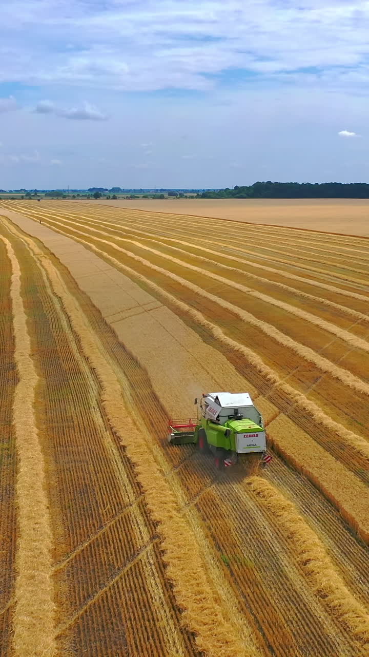 Combine harvesting large field. Agricultural machines collecting golden wheat field. Vertical video