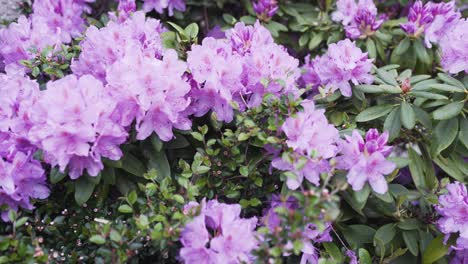 footage of some beautiful rhododendron with beautiful colors amd wonderful smell of nature